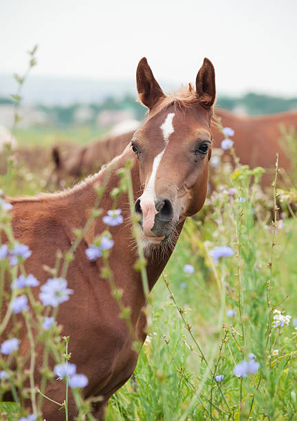 istock breed arabian foal in the meadow. 450735193