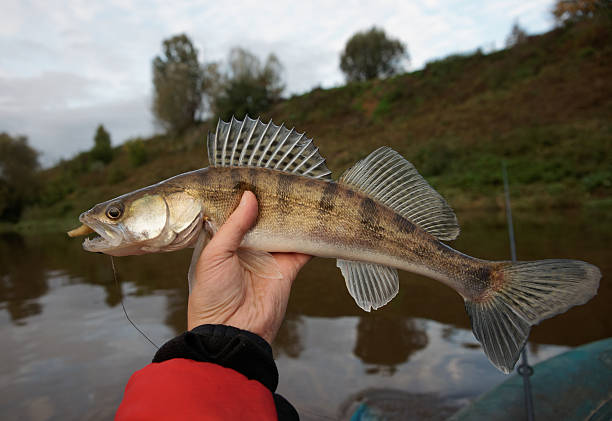 istock Walleye caught on handmade jig lure 450736965