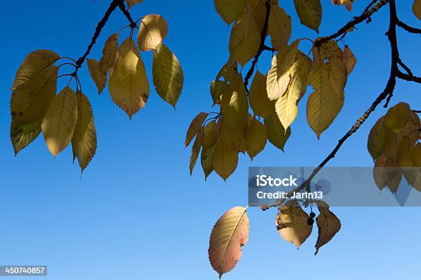 Leafs In Autumn Stock Photo - Download Image Now - Abstract, Autumn, Backgrounds