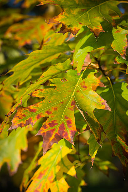 istock Colorful background of autumn leaves 450742785