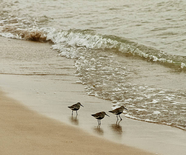 istock Sandpiper - european water bird. 450742787
