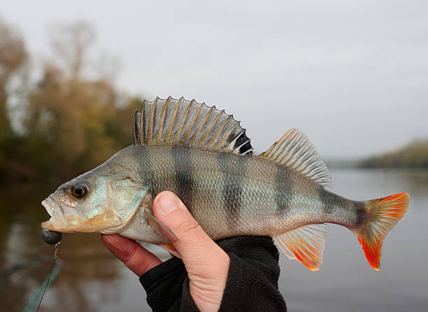 istock Common perch in fisherman's hand 450743517