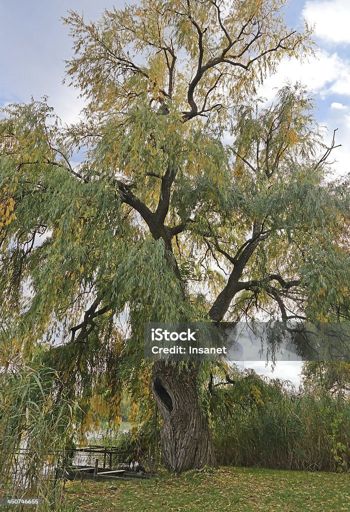 Willow tree An old willow tree with a huge hollow. Air Duct Stock Photo