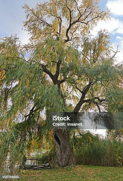 Willow Tree Stock Photo - Download Image Now - Air Duct, Animal Nest, Autumn