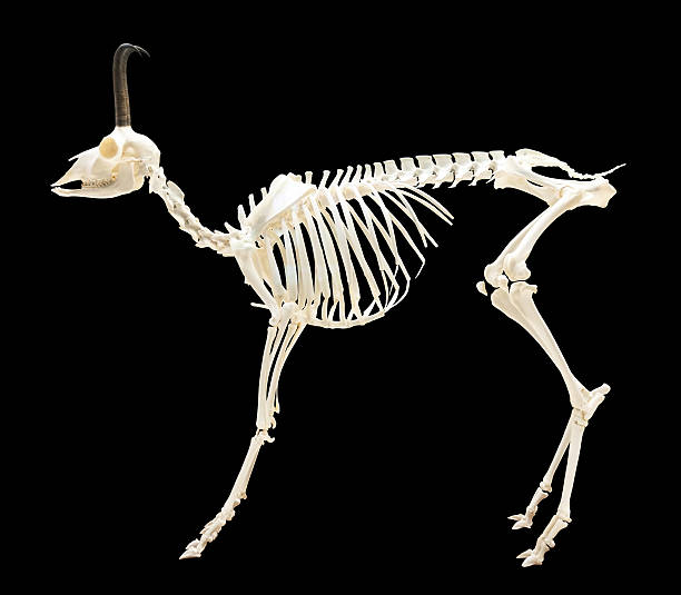 istock Skeleton of chamois over black 450751521