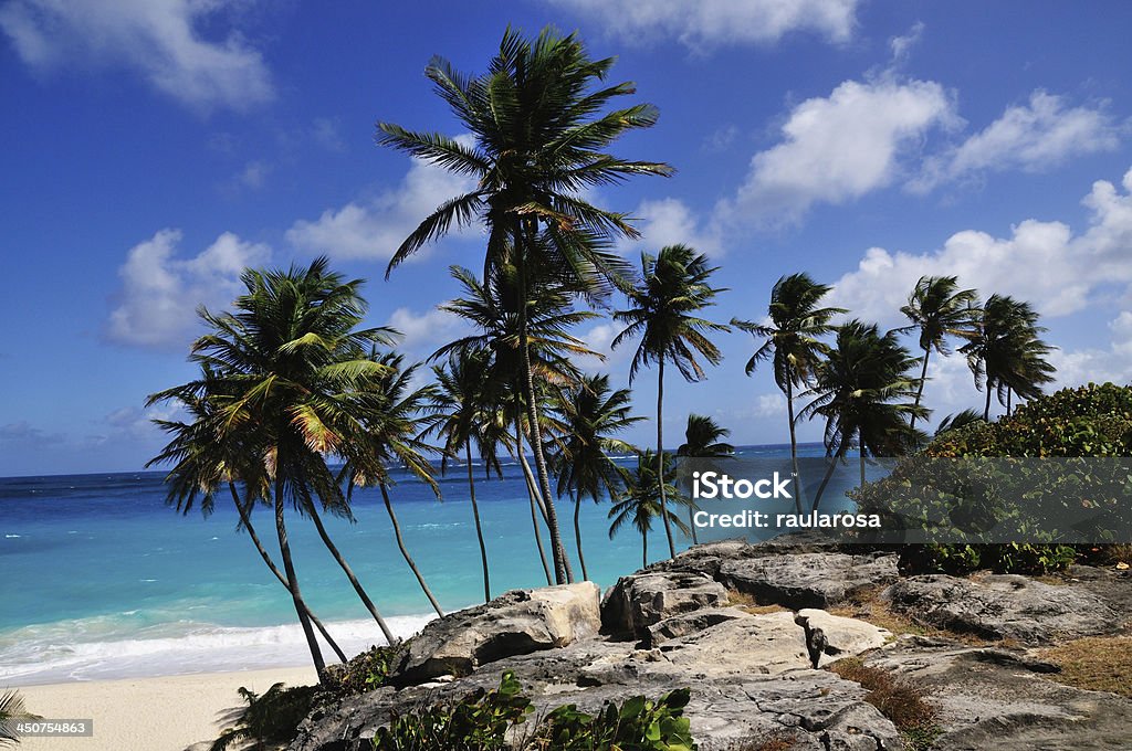 Palm Trees Under Beach Cliff Palm trees surround a beach in Barbados to encapsulate Paradise ambiance Barbados Stock Photo