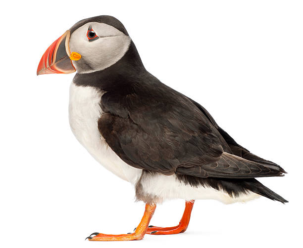 Atlantic Puffin , Fratercula arctica Atlantic Puffin or Common Puffin, Fratercula arctica, in front of white background puffin photos stock pictures, royalty-free photos & images