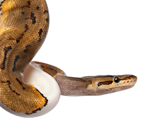 istock Close-up of Female Pinstripe Pied Royal python, 14 months old 450763297