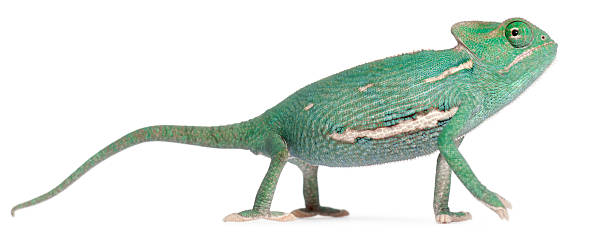 istock Young veiled chameleon, Chamaeleo calyptratus 450763383