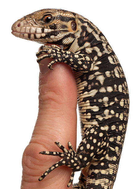istock Blue Tegu, Tupinambis merianae, perched on a finger 450763393