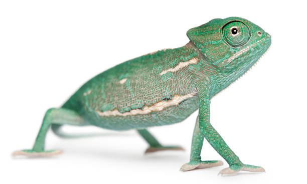 istock Young veiled chameleon, Chamaeleo calyptratus 450763399