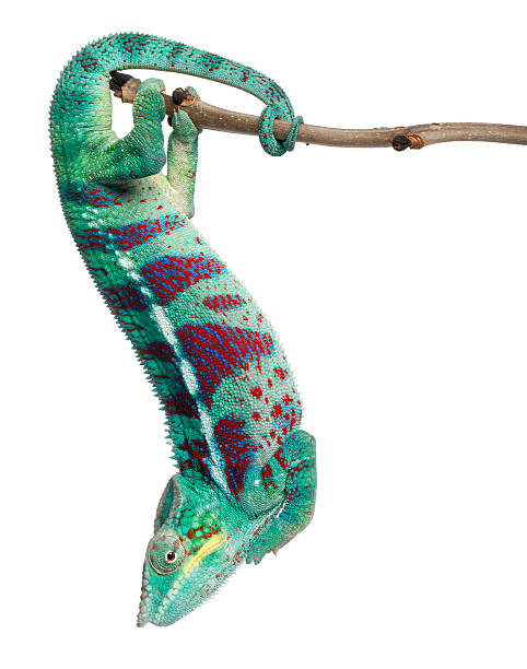 Panther Chameleon Nosy Be, Furcifer pardalis