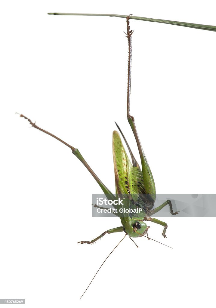 Verruga hembra-biter, un casquillo-cricket, Decticus verrucivorus - Foto de stock de Animal libre de derechos