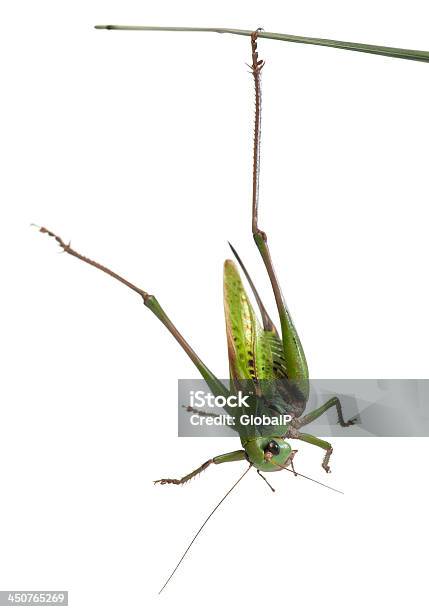 Verruga Hembrabiter Un Casquillocricket Decticus Verrucivorus Foto de stock y más banco de imágenes de Animal