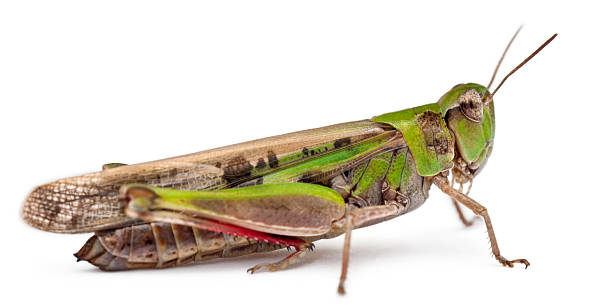 istock Grasshopper in front of white background 450765359