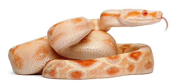 Albinos Boa constrictor, Boa constrictor, 2 months old, in front of white background
