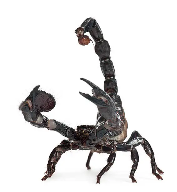 Photo of Emperor Scorpion,  Pandinus imperator, 1 year old