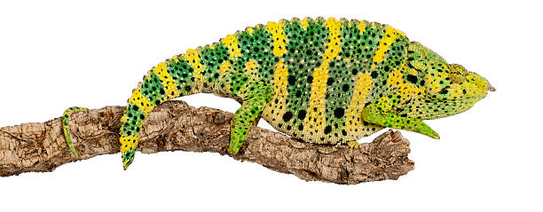 istock Meller's Chameleon, Chamaeleo melleri 450765591