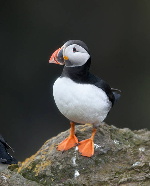 istock Atlantic Puffin, Fratercula arctica, on Mykines 450774669