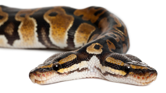 Boa constrictor snake seen close-up
