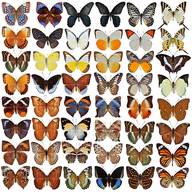 istock Collection of butterfly 450779315