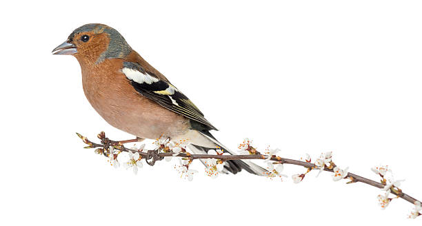 istock Common Chaffinch perched on branch,  Fringilla coelebs 450785485