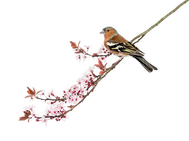 istock Common Chaffinch perched on branch,  Fringilla coelebs 450786779