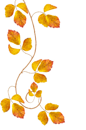 maple tree branch with bright leaves isolated on white background