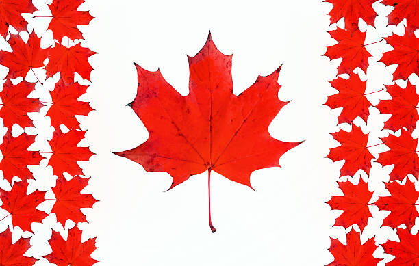istock Canadian flag made from maple red leaves 450801001