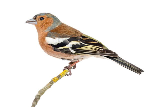 istock Common Chaffinch perched on branch, Fringilla coelebs 450802529