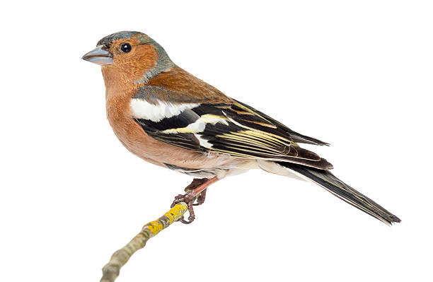 istock Common Chaffinch perched on branch,  Fringilla coelebs 450802567