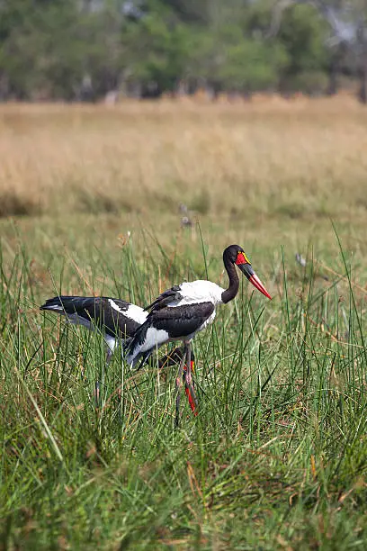Saddle-billed Storks in Okavango Delta, Botswana, South Africa