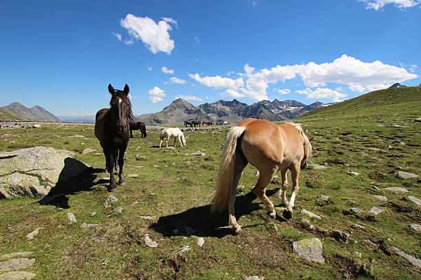 cavalli in montagne alpine, schwarzmoos, kuehtai, alto adige, austria - livestock horse bay animal foto e immagini stock