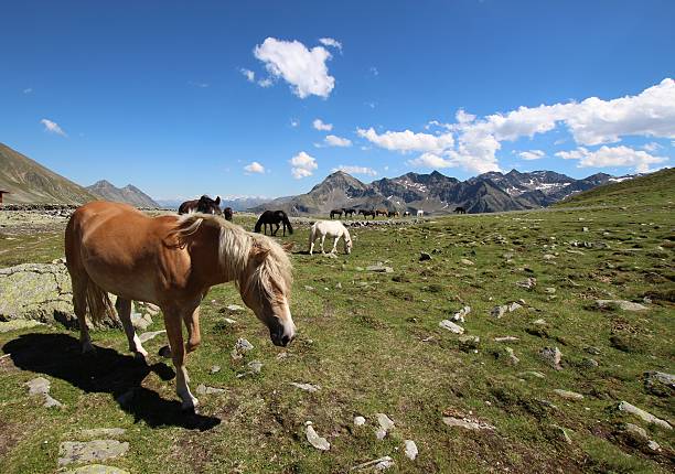 cavalos nas montanhas alpinas, schwarzmoos, kuehtai, tirol, áustria - horse herd togetherness connection imagens e fotografias de stock