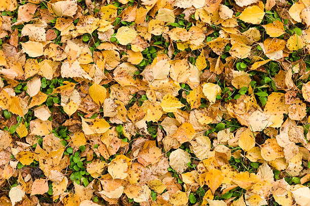 Autumn picture stock photo