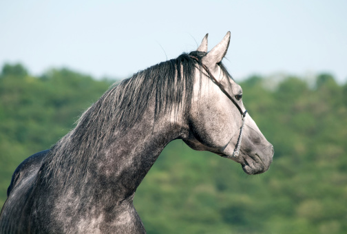 portrait of gray racing  arabian horse
