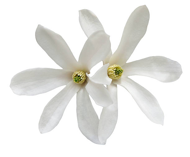 istock White star magnolia flowers isolated 450813705