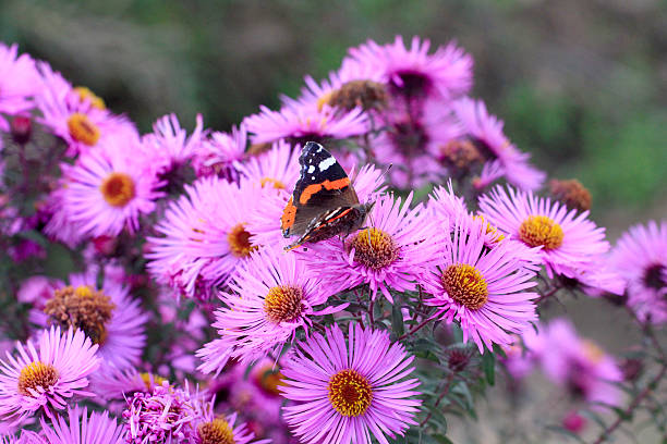istock garden flowerses 450816803