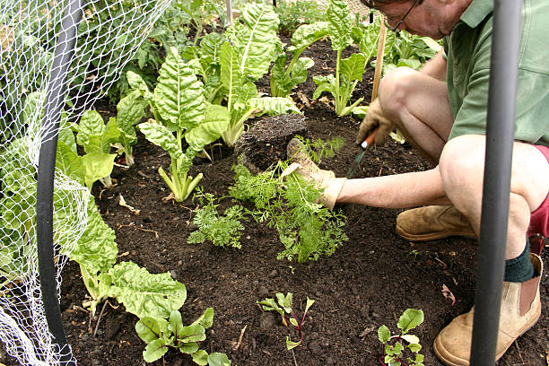 istock Man Planting Seedlings in a Vegetable Garden 450820455