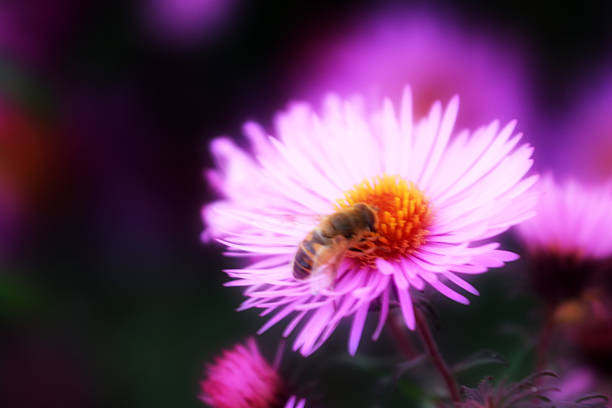 istock garden flowerses 450820803