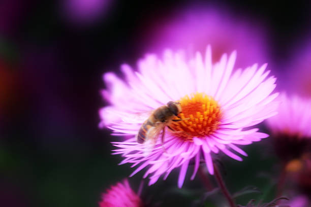 istock garden flowerses 450820847