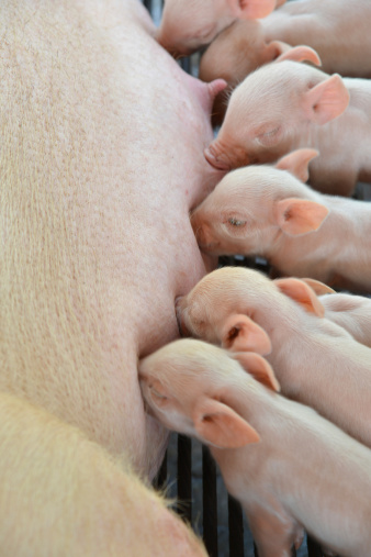 Little piglets suckling their mother.