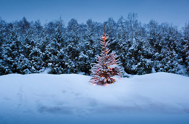 istock Christmas tree with fresh and fluffy snow 450828665