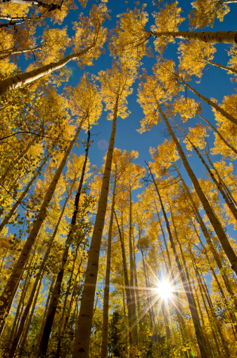 The low angle sun of fall shining through the golden leaves of the aspen trees