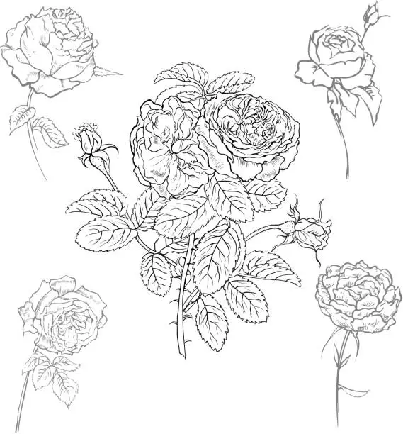 Vector illustration of Set of roses