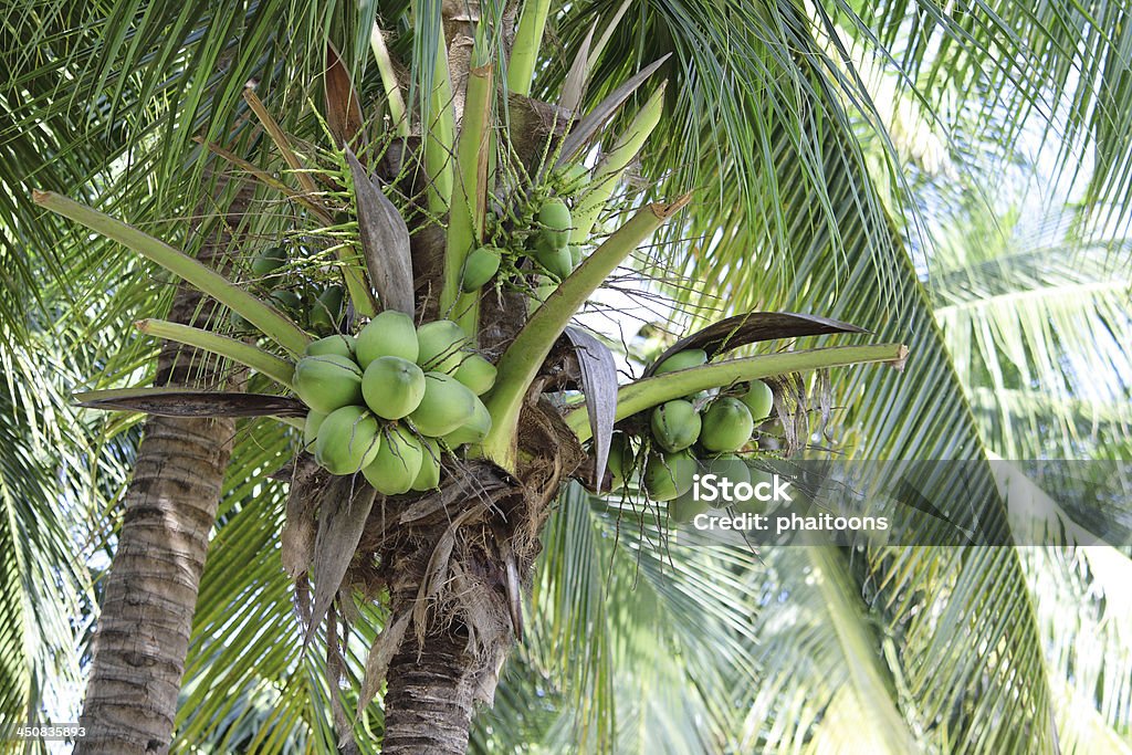 Frische Kokosnuss - Lizenzfrei Baum Stock-Foto