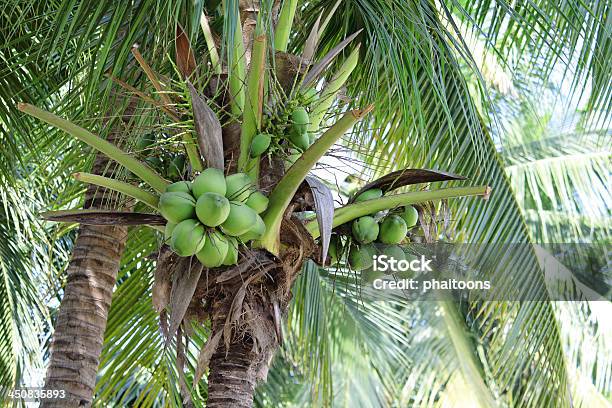 Frische Kokosnuss Stockfoto und mehr Bilder von Baum - Baum, Einzelner Gegenstand, Fotografie