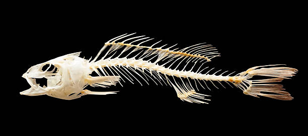 istock Skeleton of fish. Isolated over black 450837751