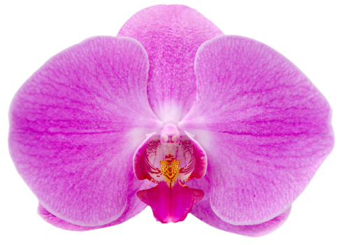 orchid on the white background