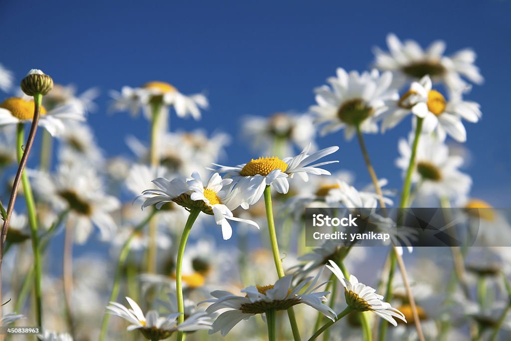 Camomiles - Foto de stock de Aire libre libre de derechos